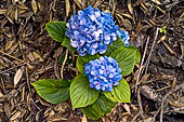 Azzorre, Isola Terceira - Escursione Mata da Serreta. Ortensie (Hydrangea ortensis)